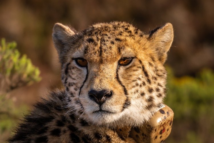 KRÁLOVSTVÍ KOČÁRŮ + ZOO OLOMOUC
